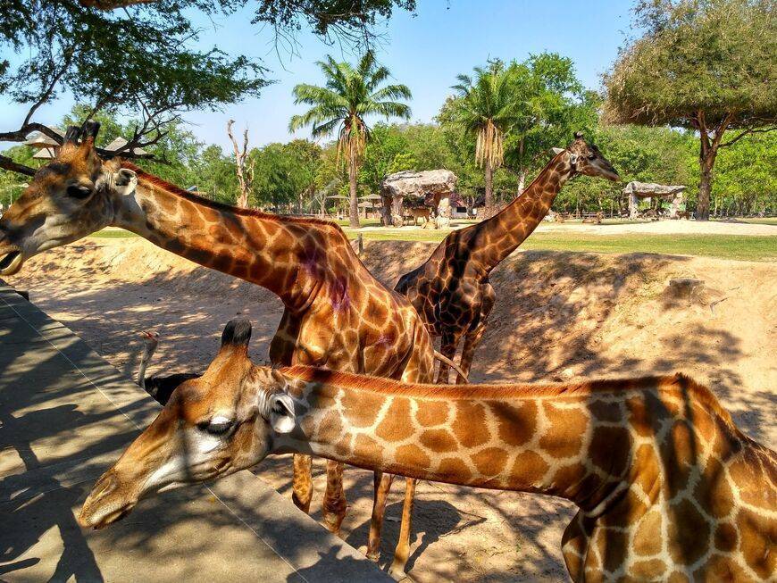 Стоит ли ехать в зоопарк кхао кхео в паттайе: впечатления, отзывы и фото