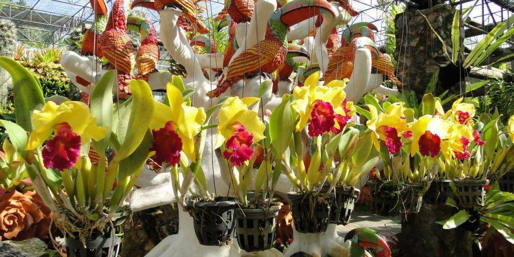 Где в таиланде есть парк орхидей?