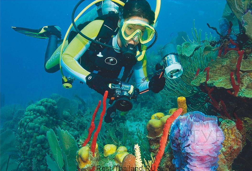 24 лучших места для дайвинга в тайланде: сезон, обитатели моря и безопасность - thailand-trip.org