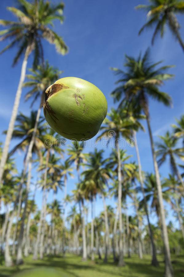 Перевод "кокосовый орех" на английский