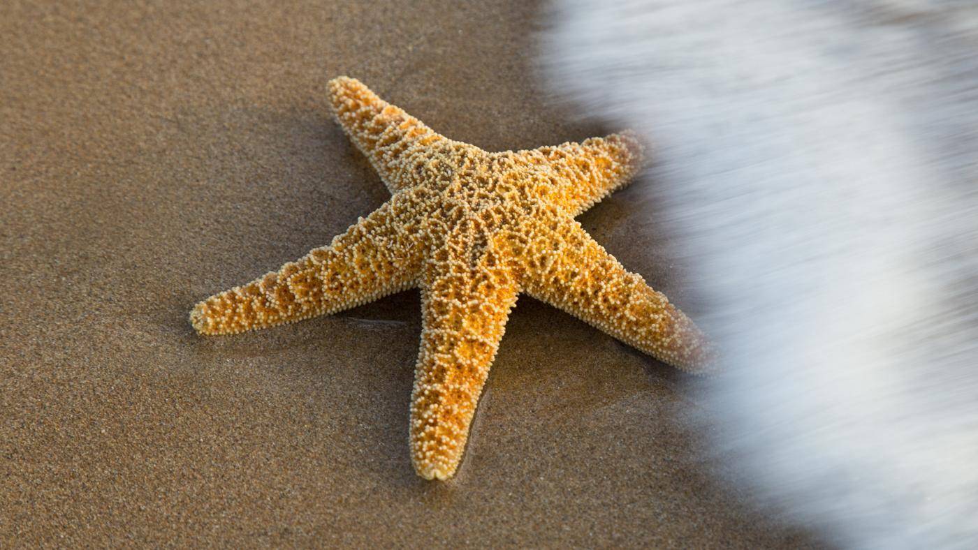 Остров saona в доминикане карибское море морские звёзды пляж и фото