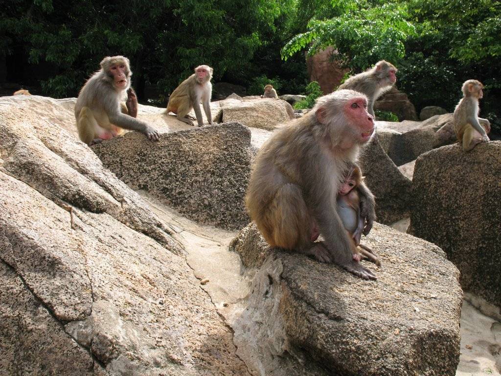 Остров обезьян возле нячанга - как добраться и что там смотреть