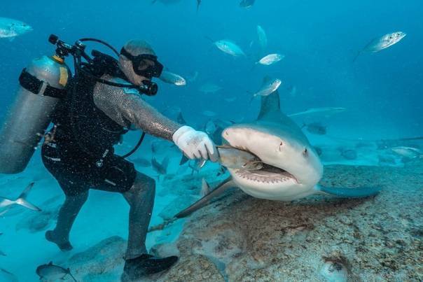 Есть ли в таиланде акулы, акулы в адаманском море на пхукете