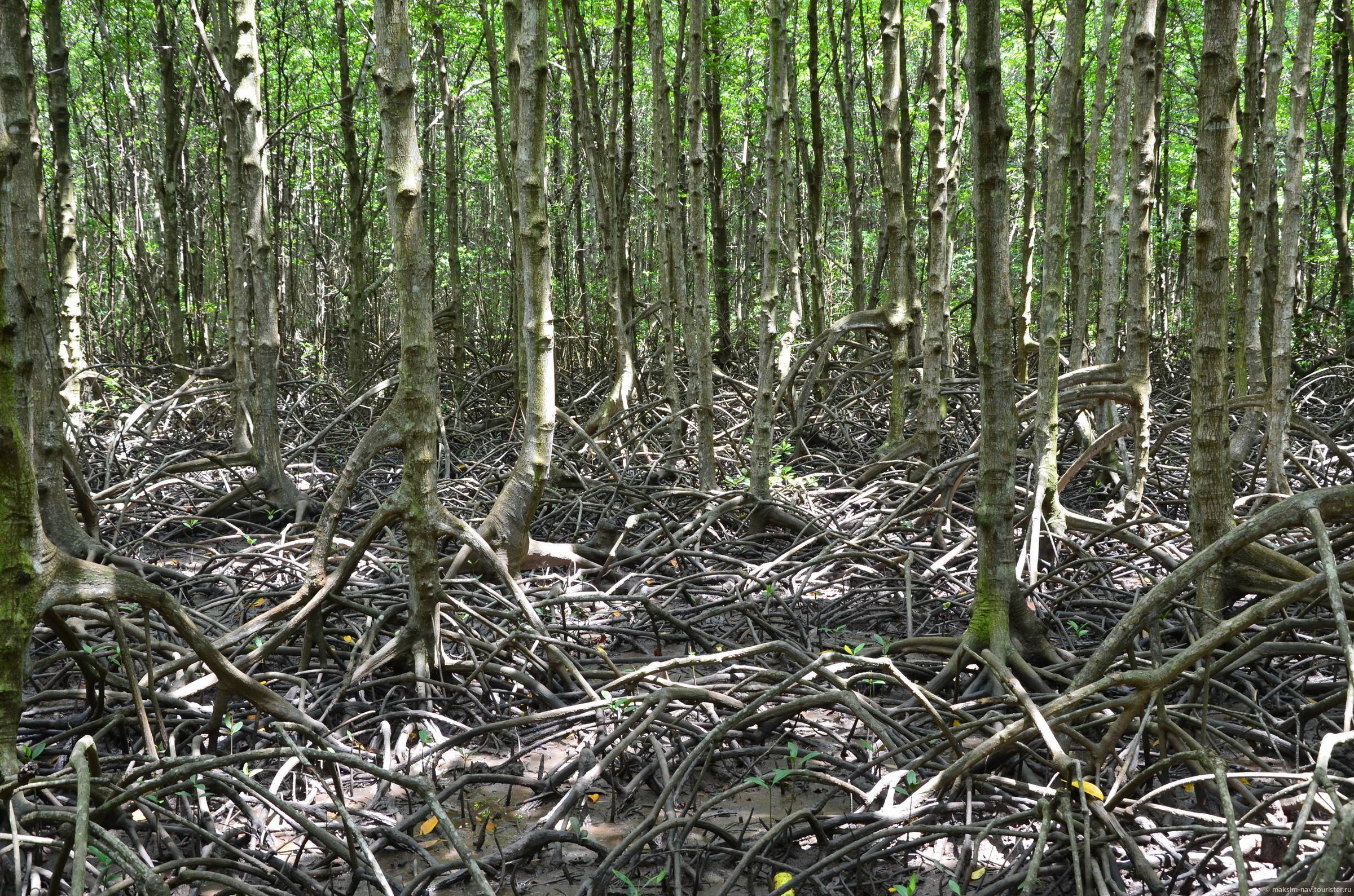 Мангровые леса канзо