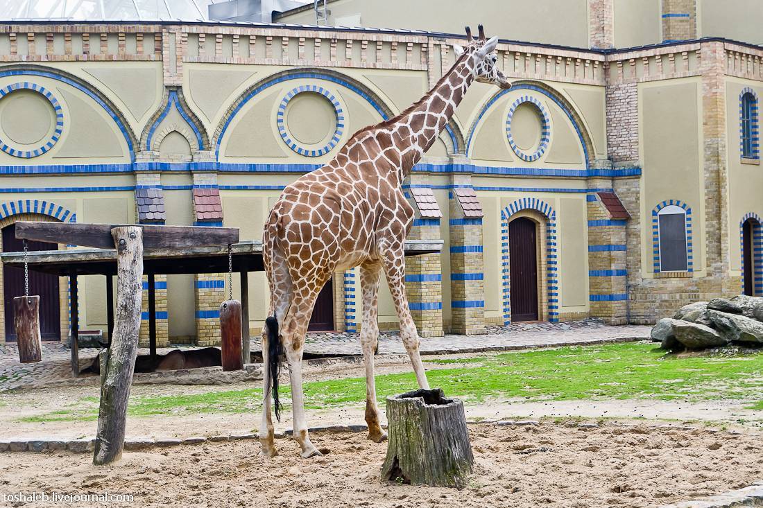 Человеческие зоопарки — когда людей содержали в вольерах для развлечения публики