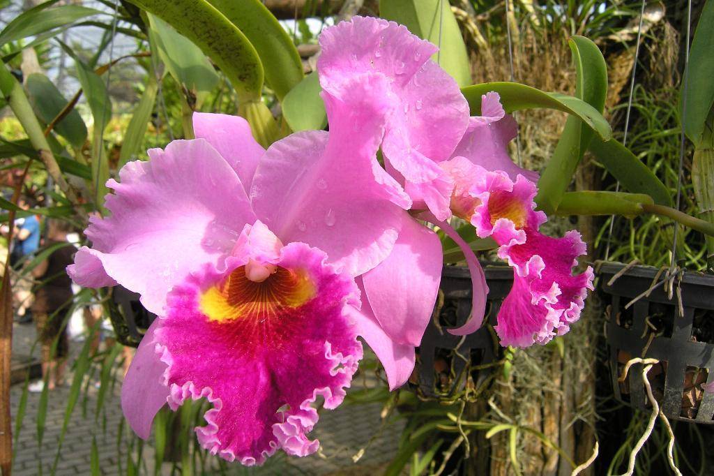 Парк орхидей в паттайе - уникальный комплекс с французским садом