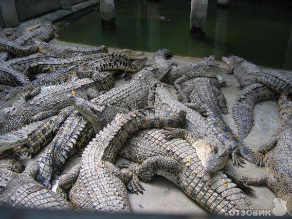 Крокодиловая ферма в паттайе и парк миллионолетних камней наш отзыв - pikitrip