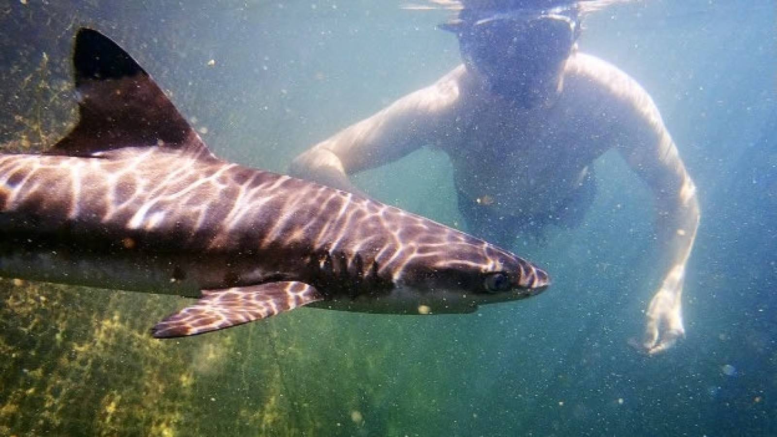 Опасные акулы в красном море [year]: какие есть, где, почему нападают