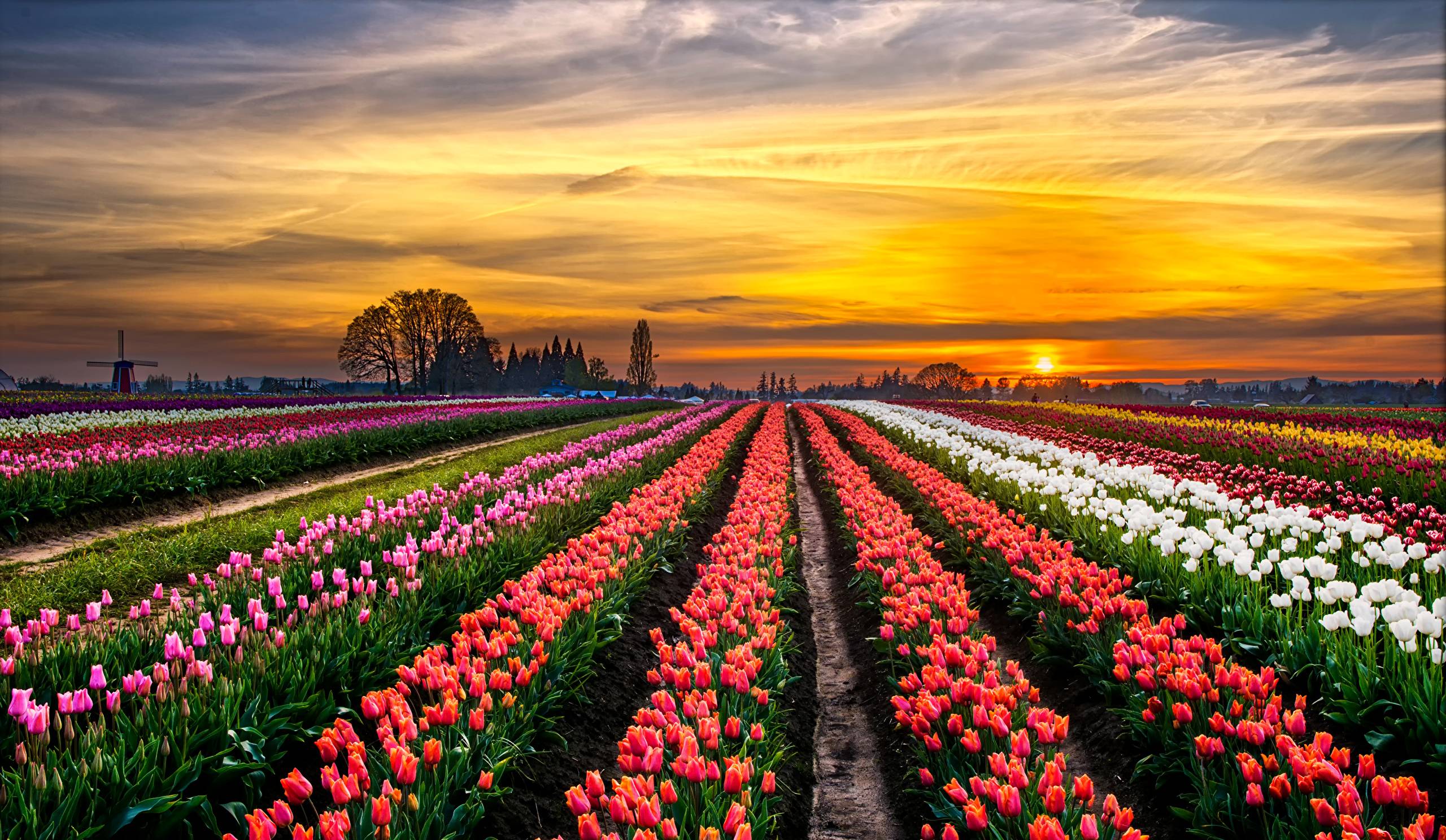 поля с цветами в голландии