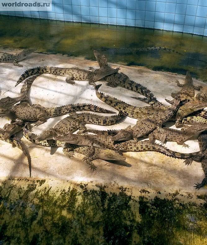Крокодиловая ферма паттайя как добраться самостоятельно - всё о тайланде