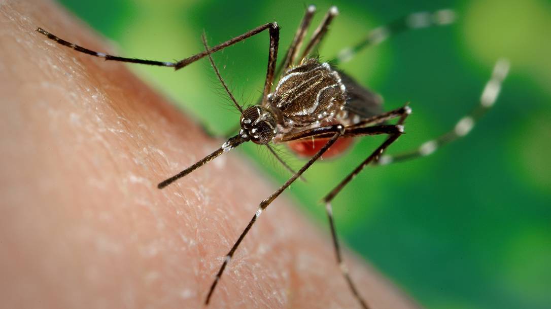 Комары в тайланде описание, опасность для туристов, меры защиты!