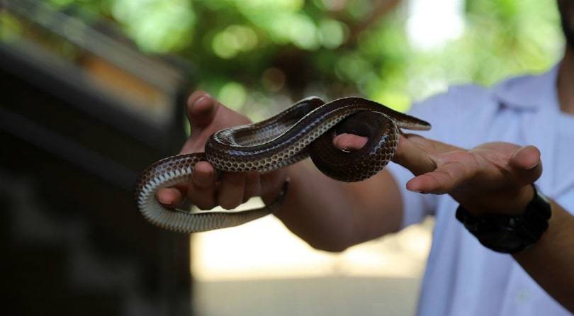 Змеи в таиланде