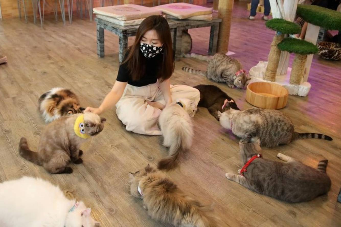 Welcome to the cat café
