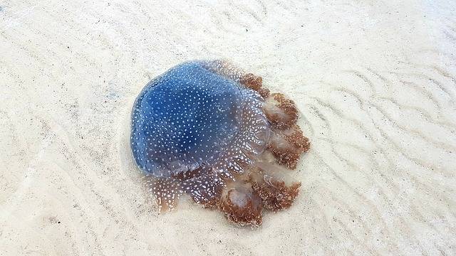 Медузы в тайланде: виды, что делать, если ужалила медуза