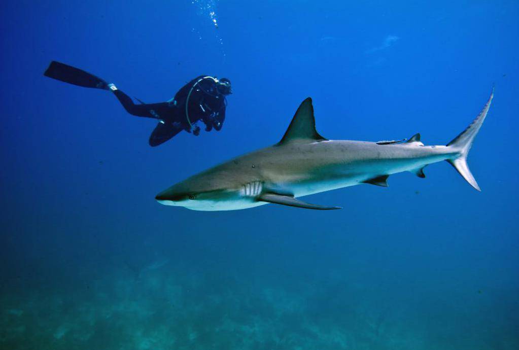Есть ли акулы в тайланде и как избежать их нападения?