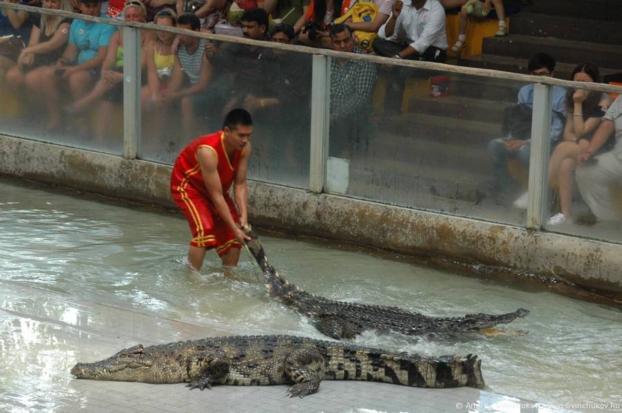 Сиамский крокодил — добродушная рептилия на грани исчезновения
