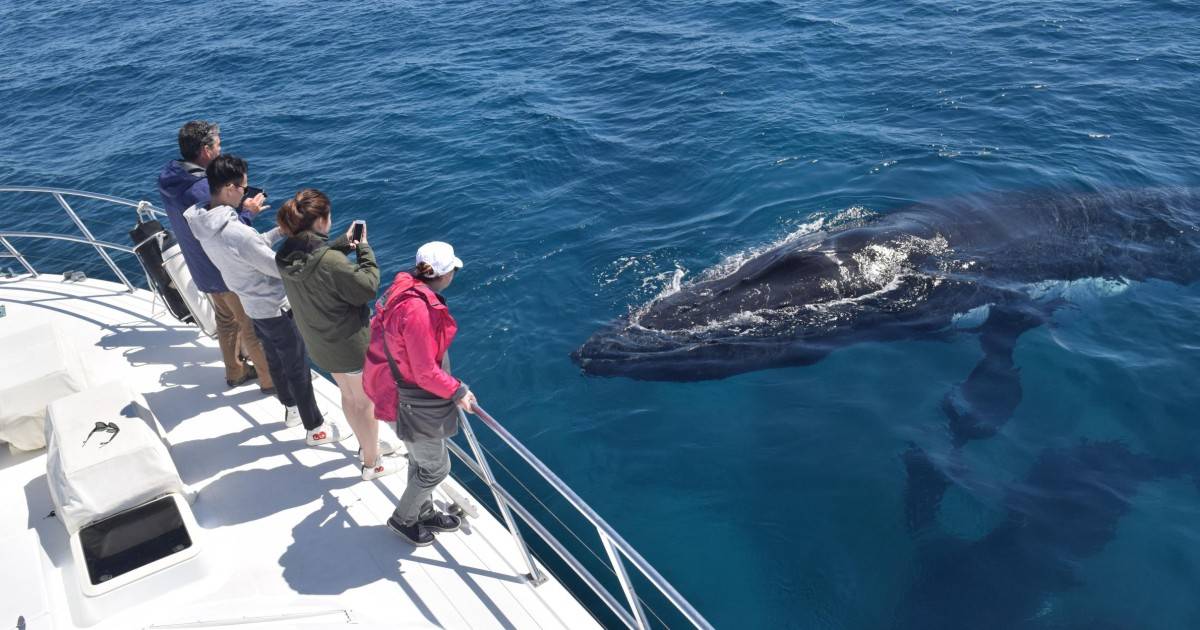 Когда ехать на шри-ланку, чтобы понаблюдать за китами?