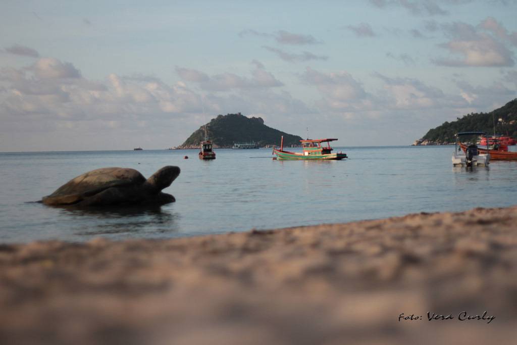 Маршрут отдыха по островам в тайланде на 2 недели: самуи - панган - ко тао - 2021
