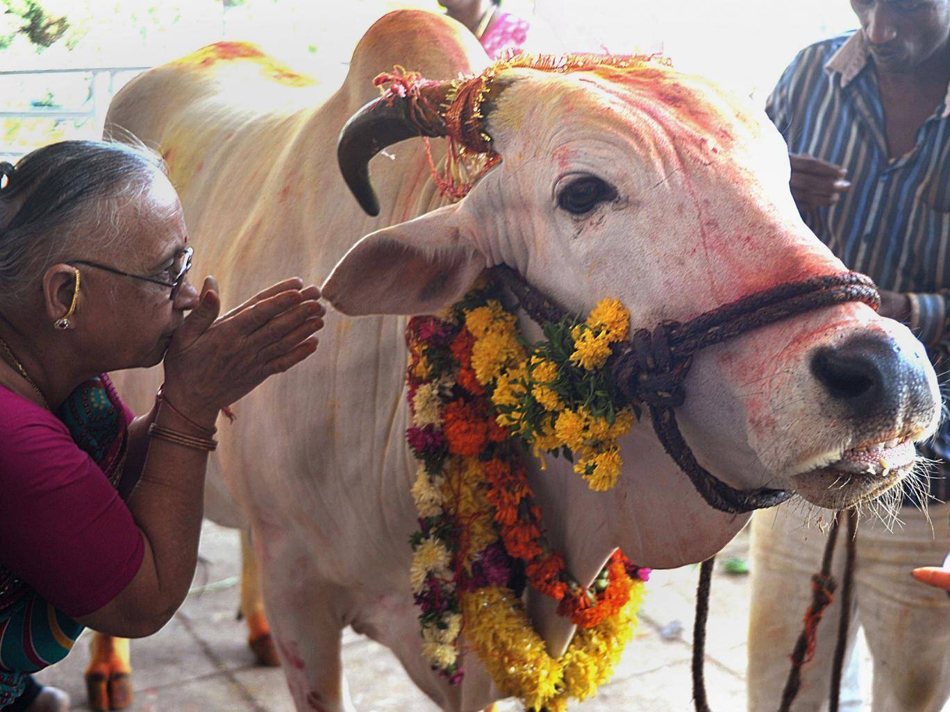 Традиции индии: почему в этой стране корова признана священным животным? почему в индии корова – священное животное? | milklife