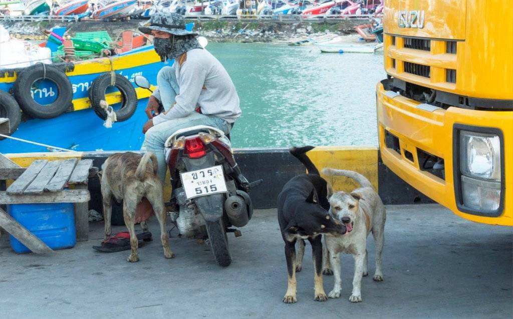 В таиланд с собакой — документы для ввоза, какой авиакомпанией лететь