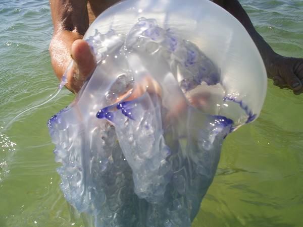 Медузы в тайланде – сезон и места появлений, вся информация