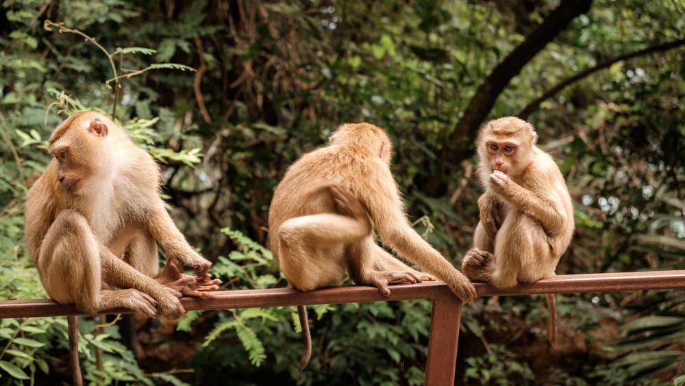 Гора обезьян: остров пхукет - почему стоит посетить | easy travel