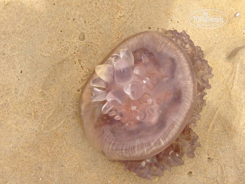Укус медузы в тайланде что делать. опасные медузы на пхукете! реальные страшилки для туристов