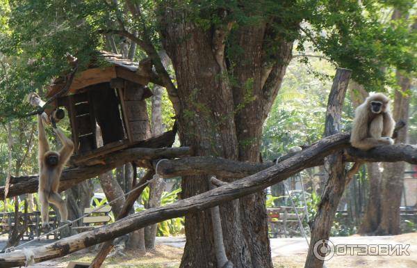 Экскурсии паттайи — зоопарк кхао кхео