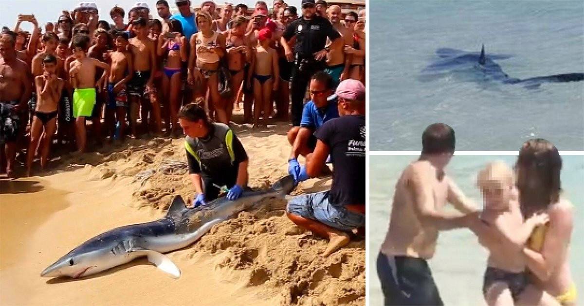 Акулы в тунисе: есть ли здесь акулы и нападают ли акулы в тунисе?