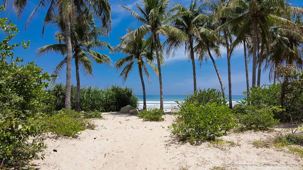 The beach mxpheebz. Джангл Бич. Пляж Джангл Бич. Кабирские джунгли на пляже. Beach and Jungle 1140.