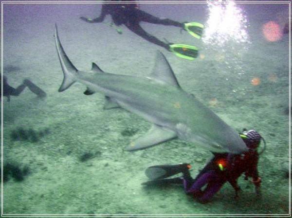 Акулы в таиланде: есть ли акулы в таиланде?