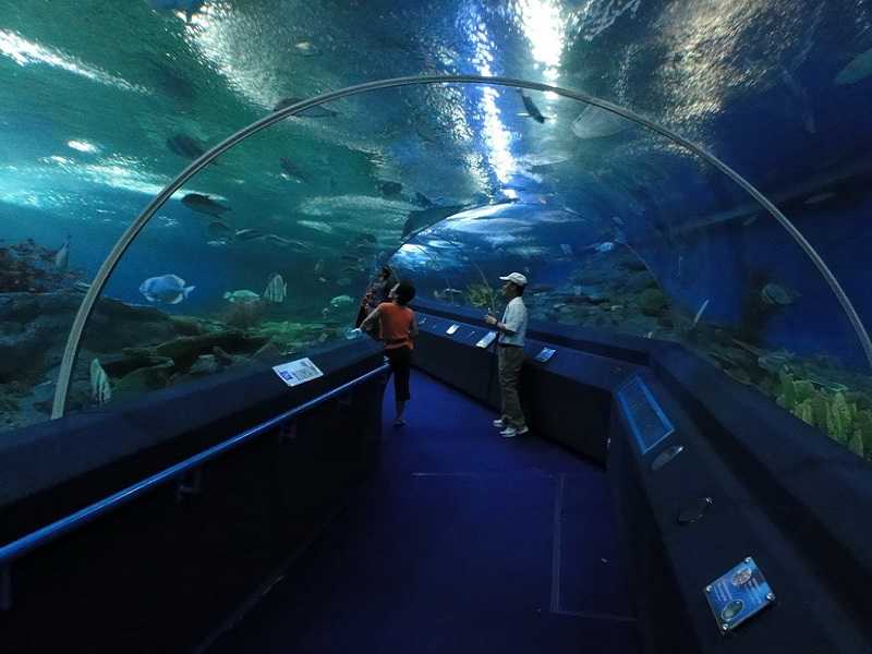 Океанариум бангкока sea life siam ocean world