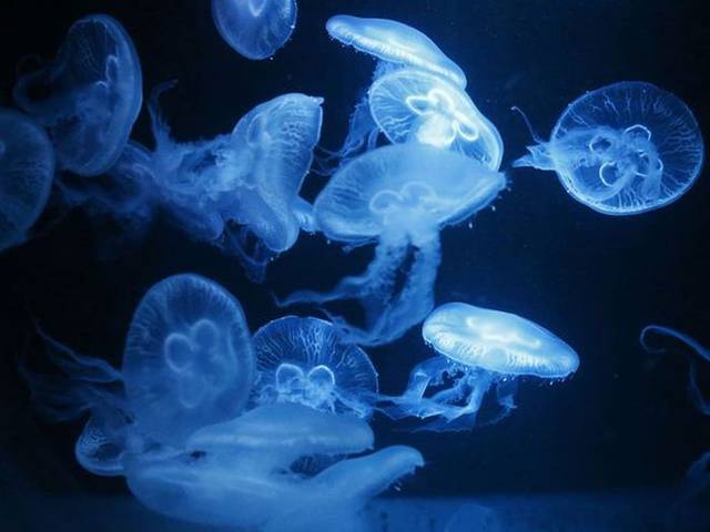 Необычный таиланд: медузы — mythaiguide.ru