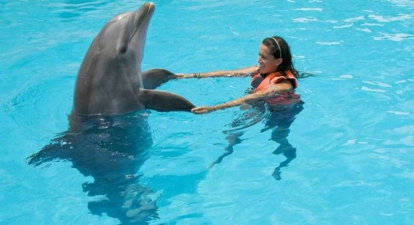 Есть ли в паттайе дельфинарий?