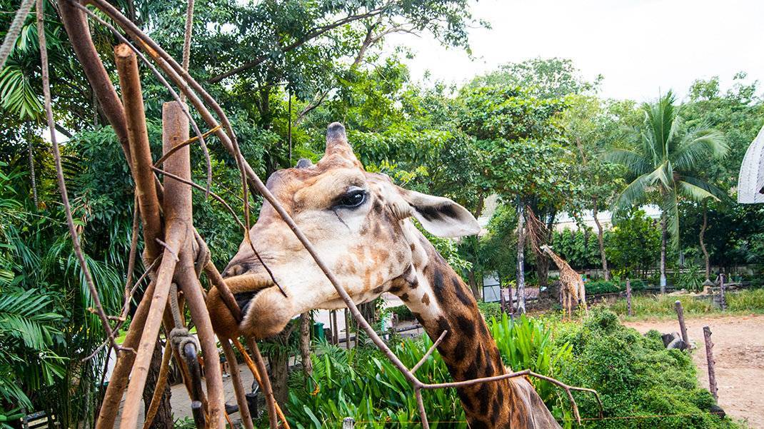 Зоопарк в бангкоке: описание, фото, как добраться