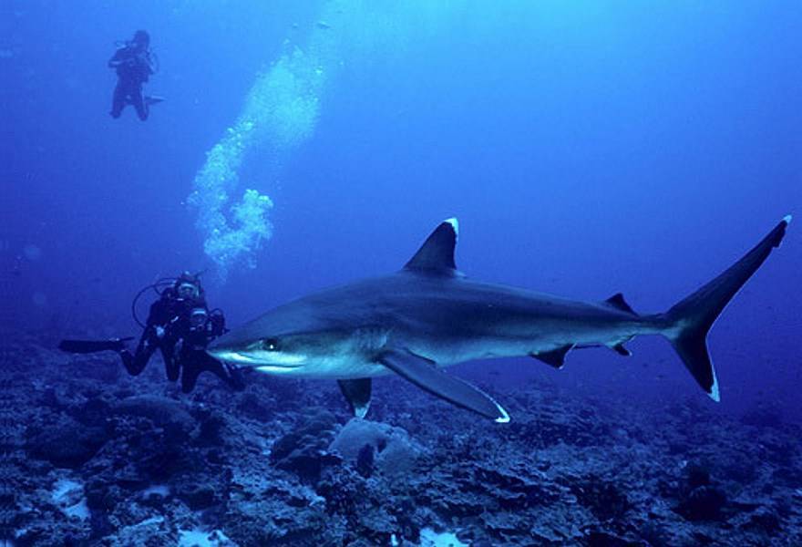 В красном море есть акулы