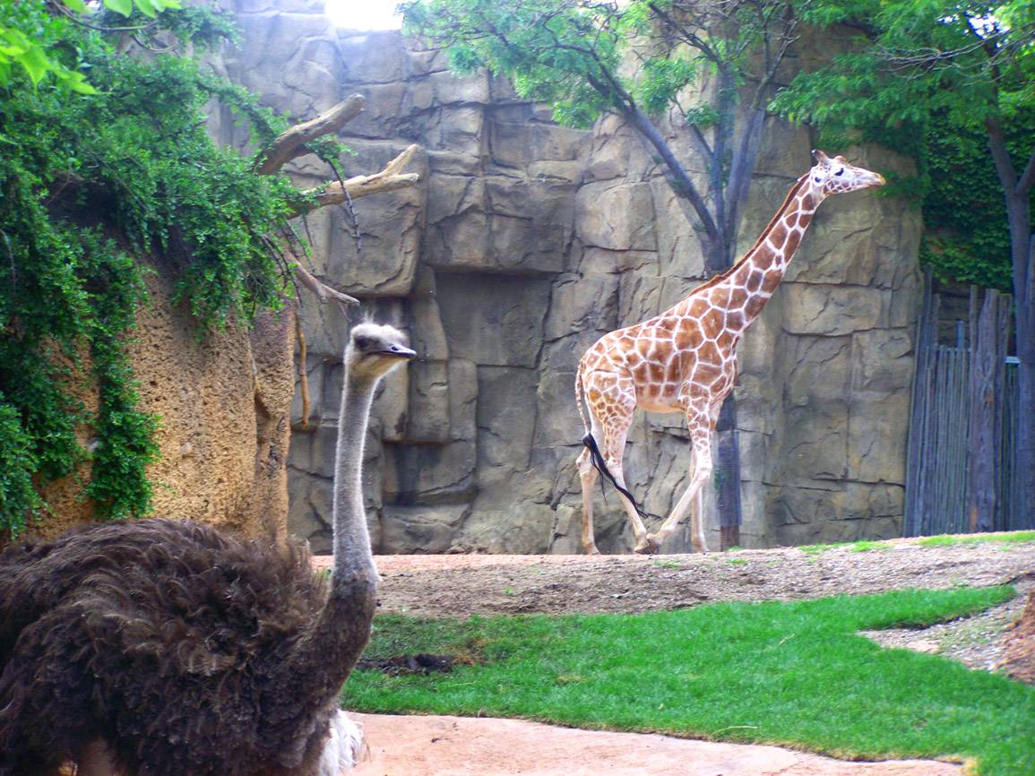 Zoo animals park. Зоопарк Кхао Кхео. Зоопарк Гизы. Лога парк сафари парк. Зоопарк Каира.