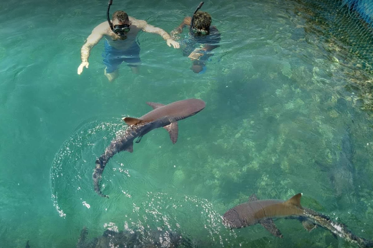 Лучшие места в мире для дайвинга с акулами | вперед к неизвестному