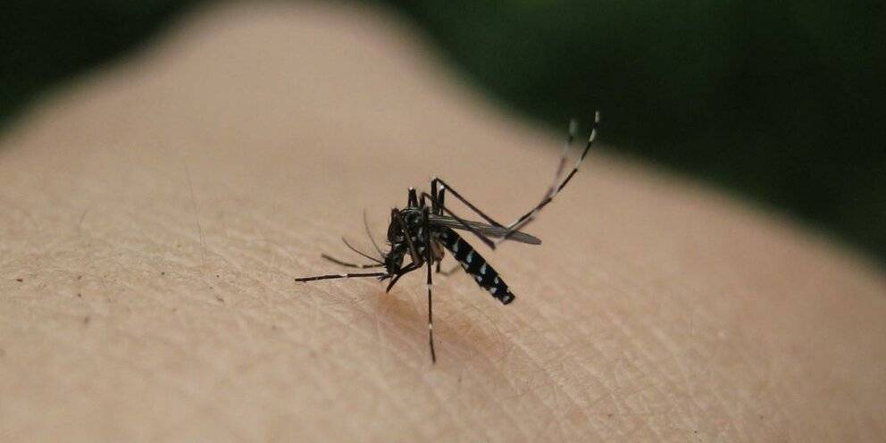 Есть ли комары на пхукете - всё о тайланде