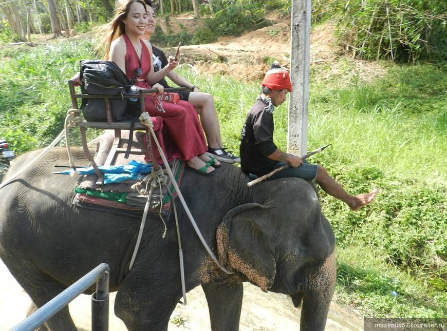 Заповедник «убежище слонов» на пхукете | easy travel