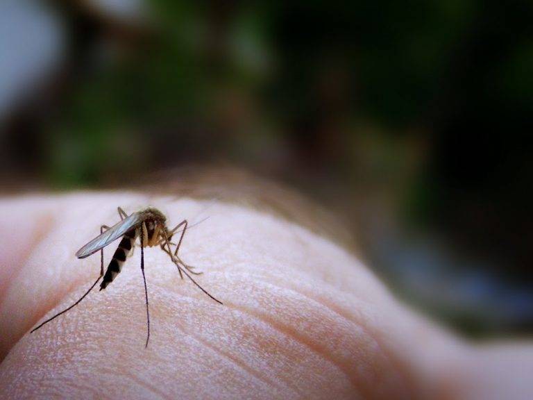 Комары в таиланде: 12 советов и хитростей для общей войны - thailand-trip.org
