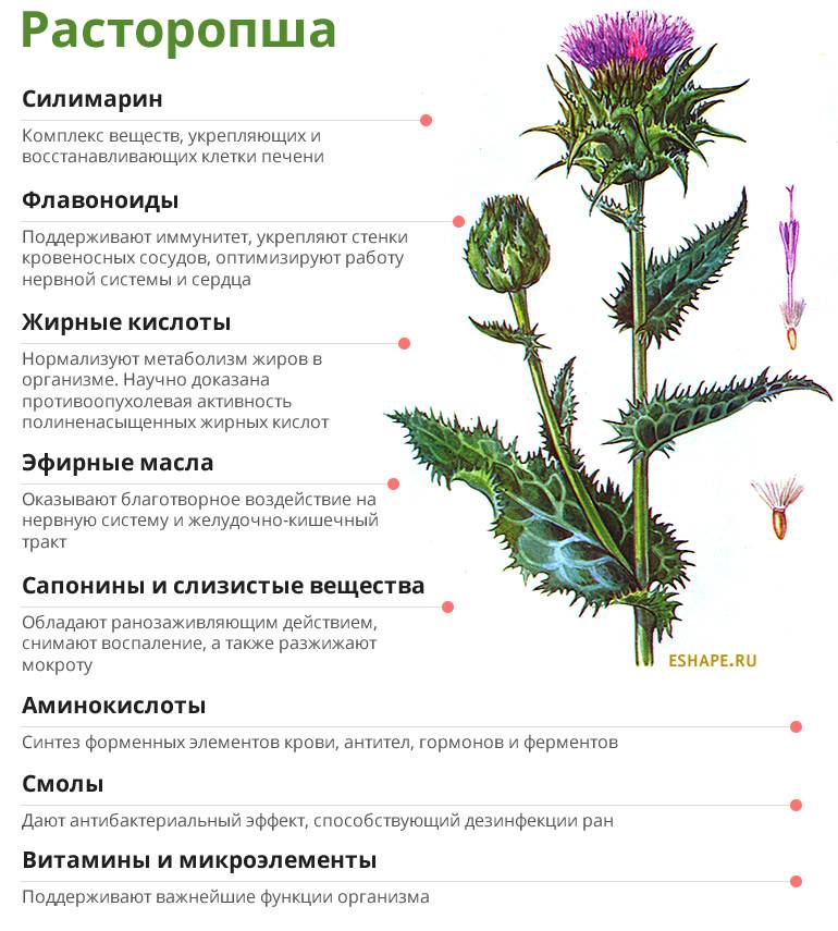 Описание растений для чая (фото)