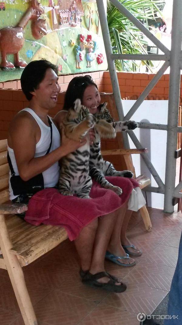 Тигровый зоопарк сирача: история, животные зоопарка, адрес и фото