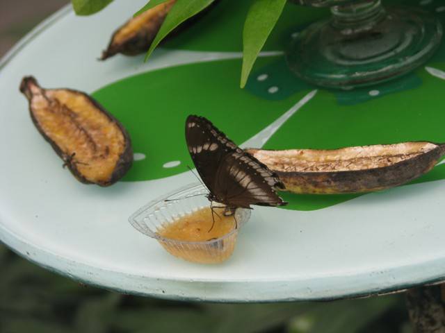 Парк бабочек в куала лумпур. потрясающий способ зарядиться позитивом
