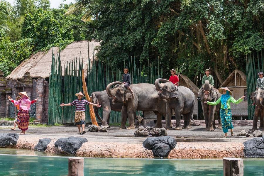 Слоны на бали в elephant safari park. фотографии на наши отзывы.