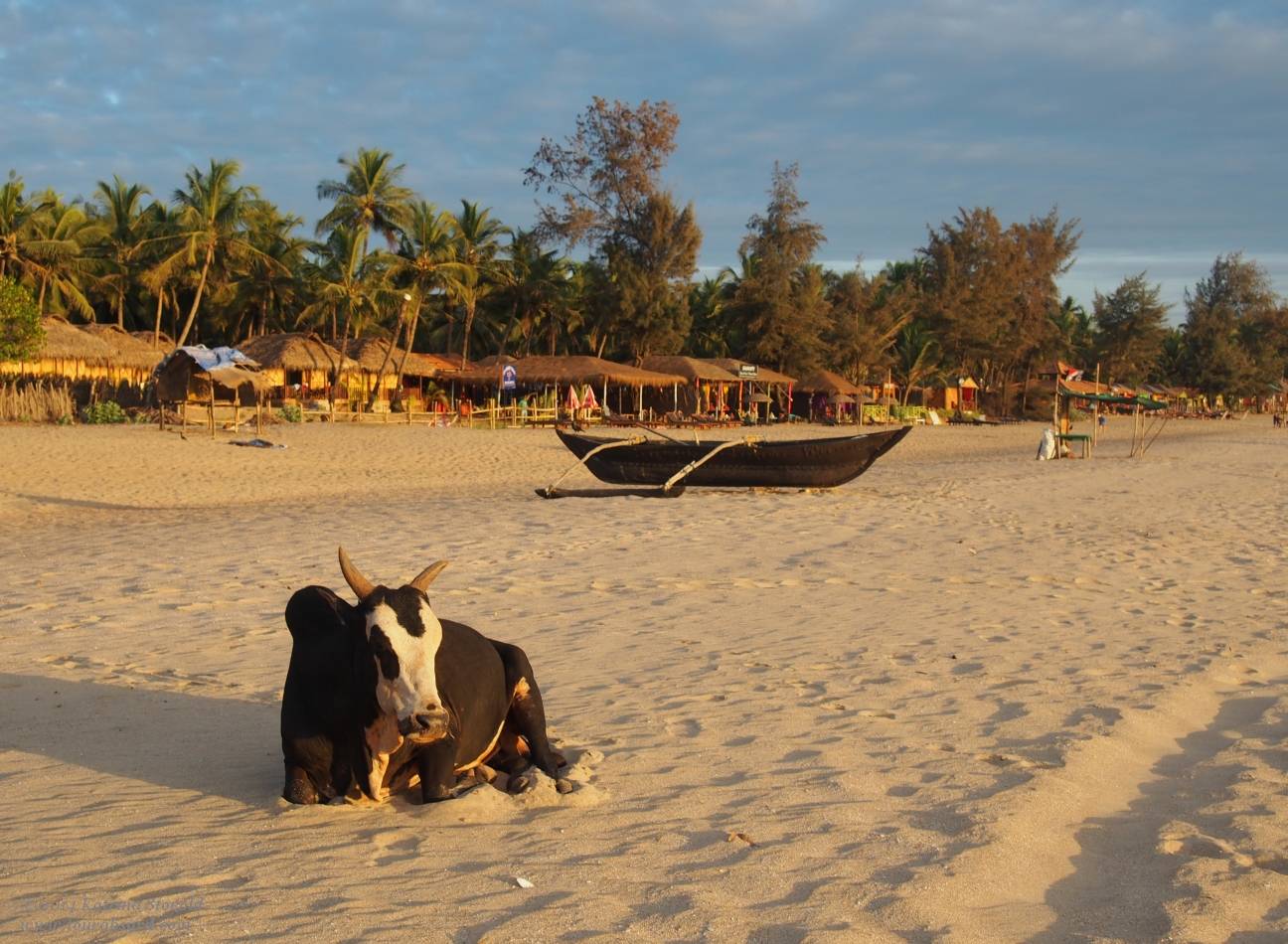 Гоа коровы на пляже