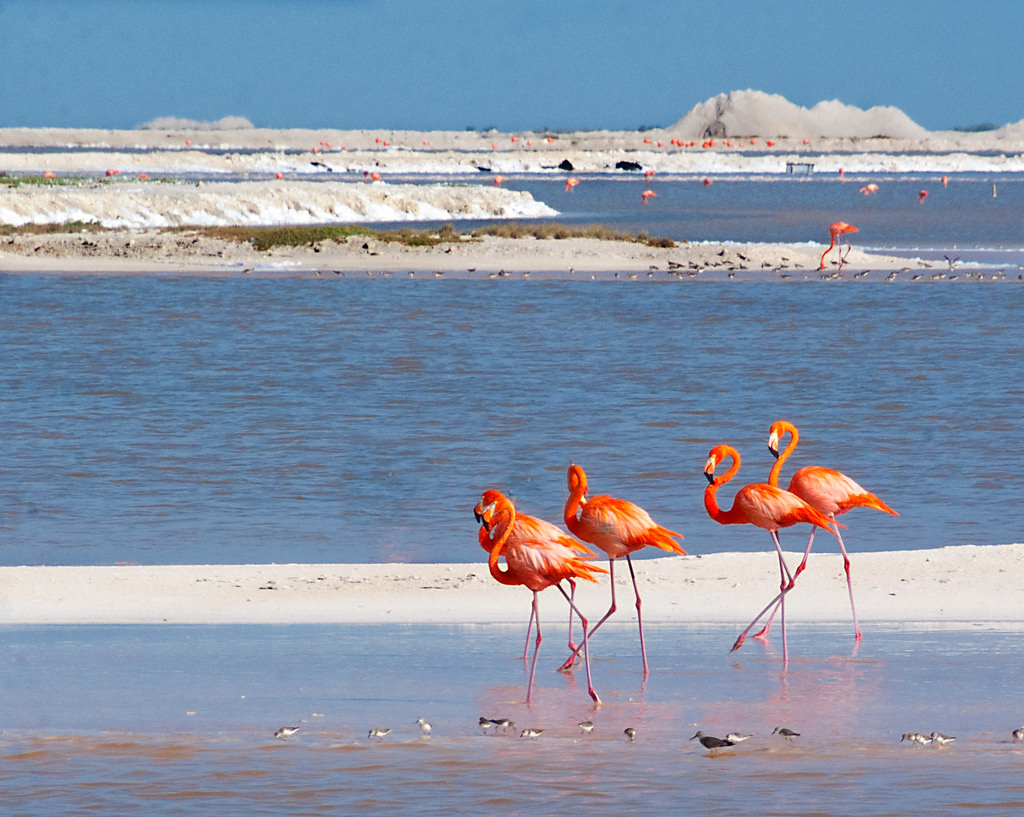 Рио-Лагартос: розовые озера в Мексике и 1001 фламинго