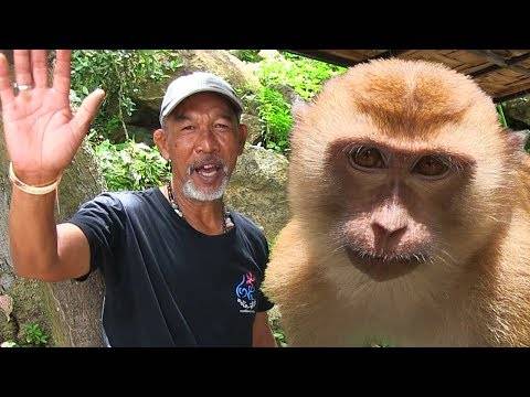 Гора обезьян на пхукете: фото, карта, как добраться