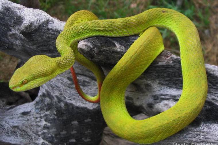 Как сношаются змеи, брачный период у змей