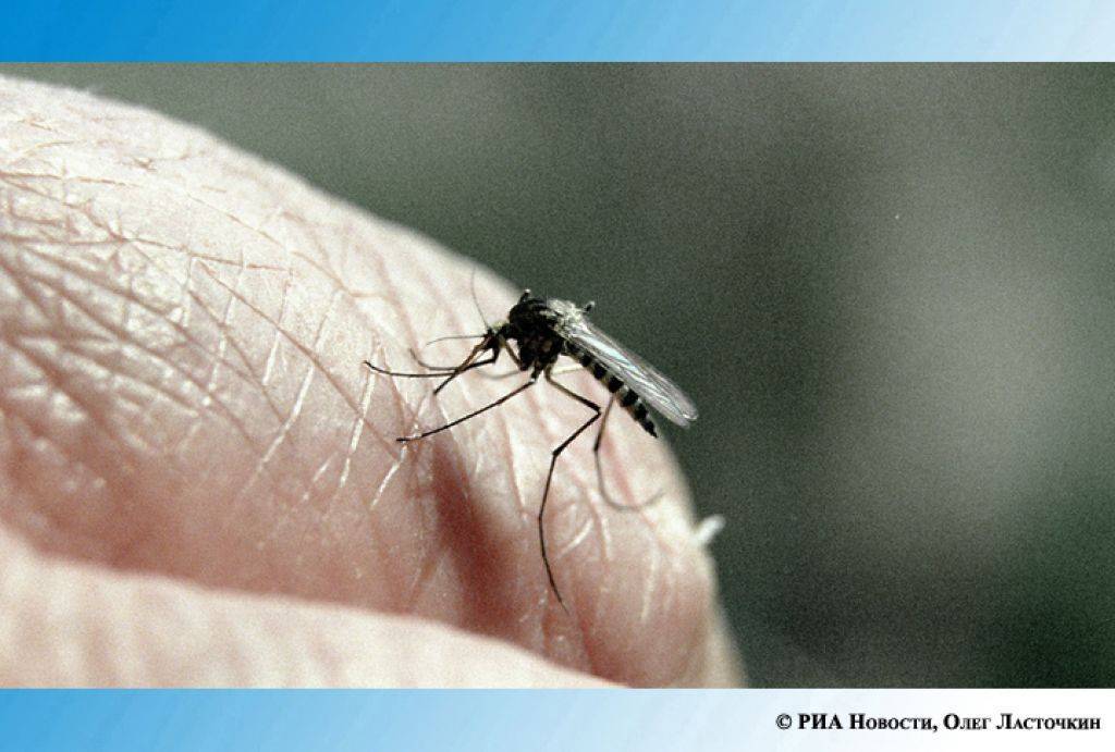 Комары в тайланде: опасные заболевания, эффективные меры защиты